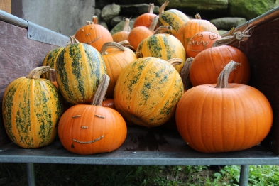 An assortment of pumpkins