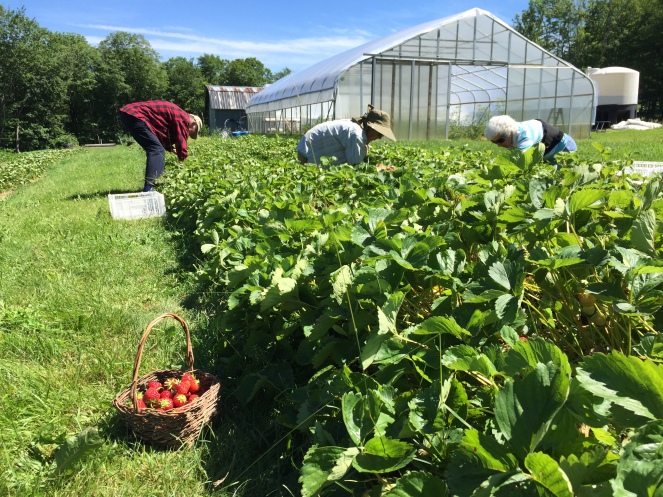 Harvesting Strawberries